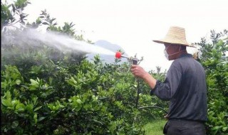 果树喷施红糖的效果 果树喷红糖水能增甜吗