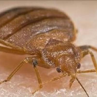 臭虫怎么防治 臭虫怎么防治效果好