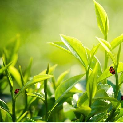 端午节艾草的作用是什么（艾草在端午节的特殊用途是什么）