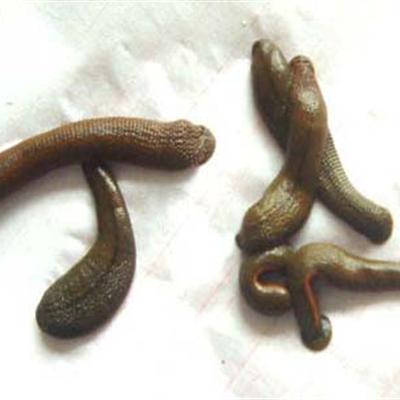 怎样不被蚂蝗吸血（怎样不被蚂蝗吸血虫咬）