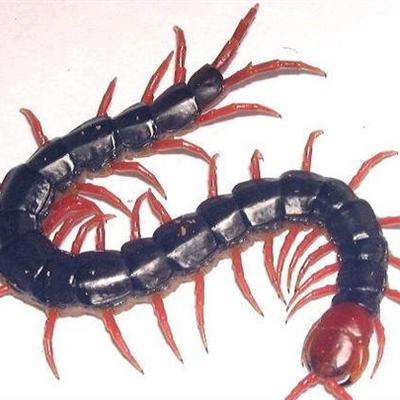 被蜈蚣咬了怎么办（被蜈蚣咬了怎么办,要怎么处理）