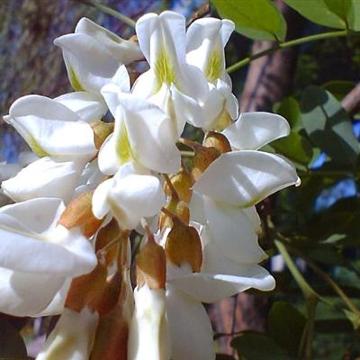 紫色的洋槐花能吃吗 紫色的洋槐花能吃吗?