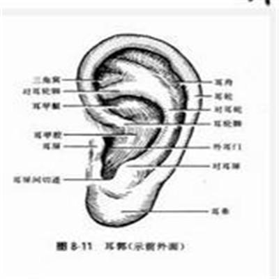 耳朵里面长了个硬包（耳朵里面长了个硬包图片）