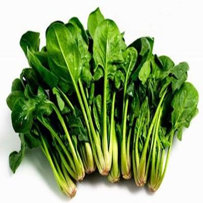 什么蔬菜补肾（什么蔬菜补肾固精）