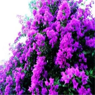 紫色洋槐花能吃吗 紫色洋槐花能吃吗图片