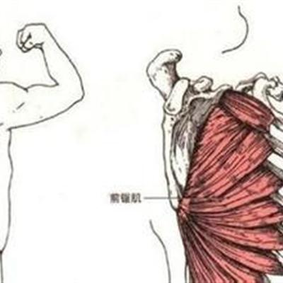 右肩胛骨疼怎么回事 一咳嗽右肩胛骨疼怎么回事