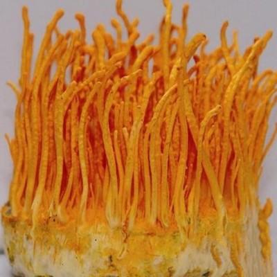 盐藻的功效是真实的吗（盐藻的神奇功效）