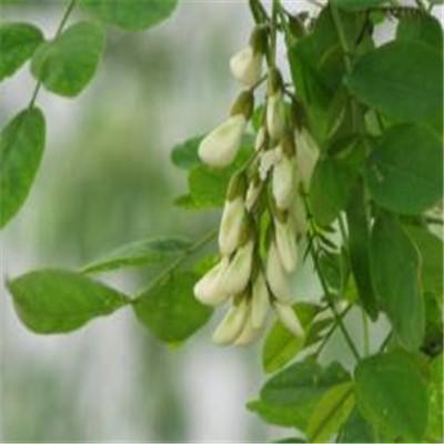 洋槐花怎么保存 洋槐花怎么保存留住香味