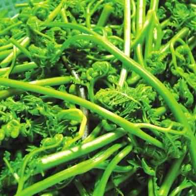 蕨菜是什么养生菜（蕨菜是什么养生菜啊）