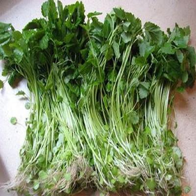 经期可以吃益母草吗 气血虚月经期可以吃益母草吗