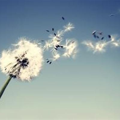 蒲公英开花了还能吃吗（蒲公英开了花还能不能吃）