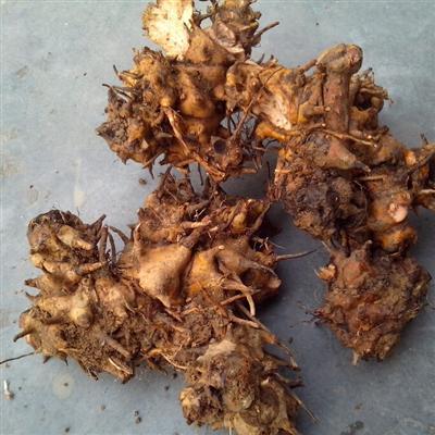 伏苓是什么 茯苓是什么植物