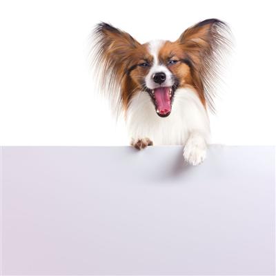 狗狗狂犬病的早期症状（狗狗狂犬病的早期症状视频）