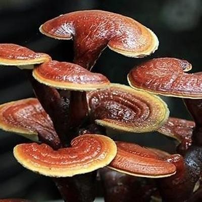 灵芝有什么副作用 经常吃灵芝有什么副作用
