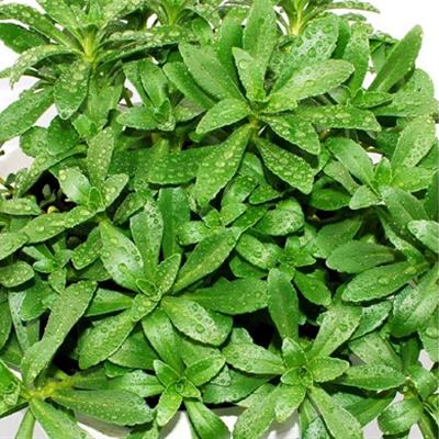 平卧菊三七救心菜是什么 平卧菊三七图片