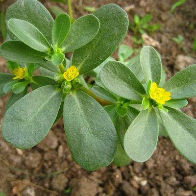 半枝莲白花蛇舌草治癌症秘方有什么（白花蛇舌草半枝莲治疗癌症）