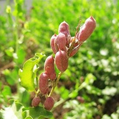 甘草片泡水喝的功效有什么 甘草片泡水喝有什么功效和作用