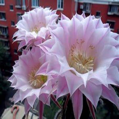 昙花的药用价值有哪些 昙花的药用价值有哪些呢
