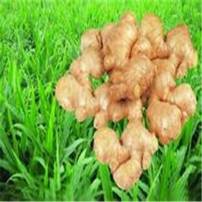 生姜敷脸什么作用 用生姜敷脸有什么好处和坏处