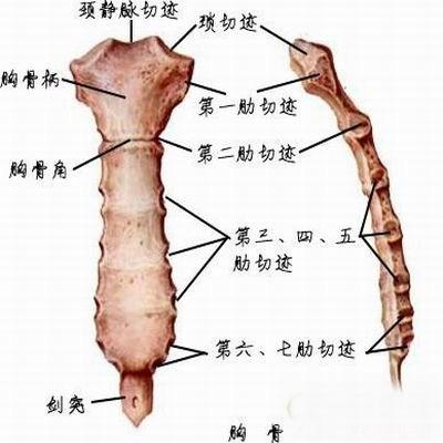 剑突是什么（剑突是什么位置图片）