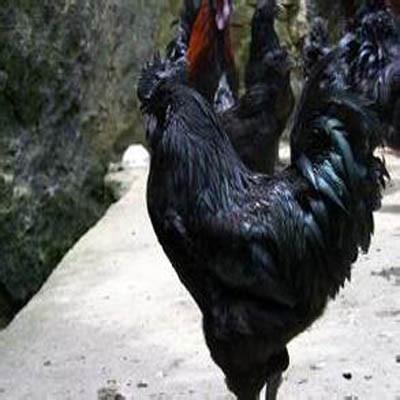 低血压有那些食物可以治疗? 低血压有什么食疗办法