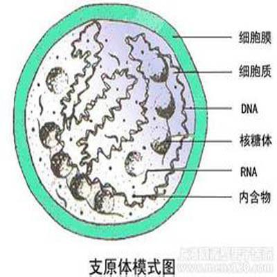 支原体感染的症状有哪些（解脲支原体感染的症状有哪些）