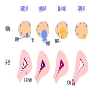 黄体期是什么（黄体期是什么意思容易怀孕吗）