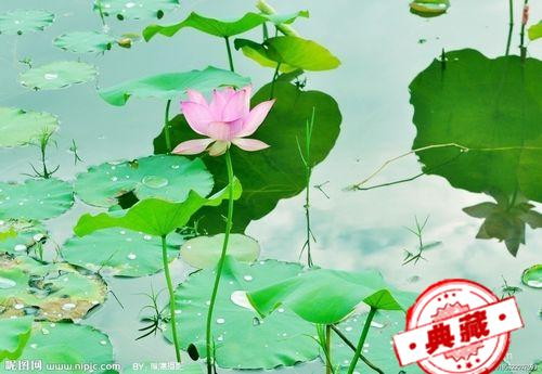 荷叶的功效与作用 荷叶的功效与作用是什么