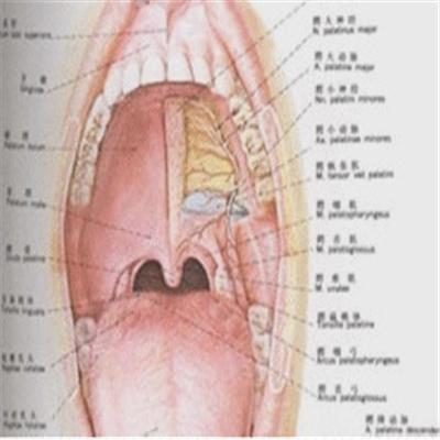 扁桃体上面有白点怎么回事 扁桃体上面有白点怎么回事啊