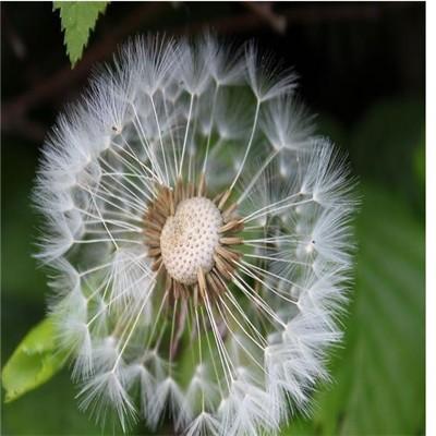蒲公英的副作用（蒲公英的副作用和禁忌都有哪些）