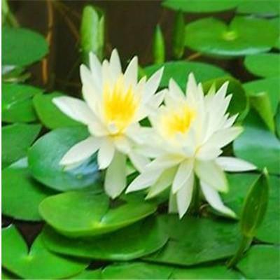 荷叶灰真的能减肥 荷叶灰减肥效果怎么样