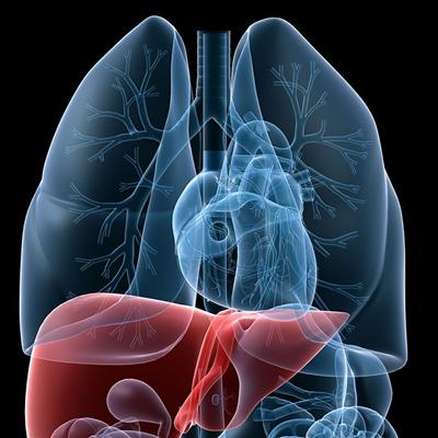 肝硬化早期症状是什么（肝硬化早期症状是什么表现）