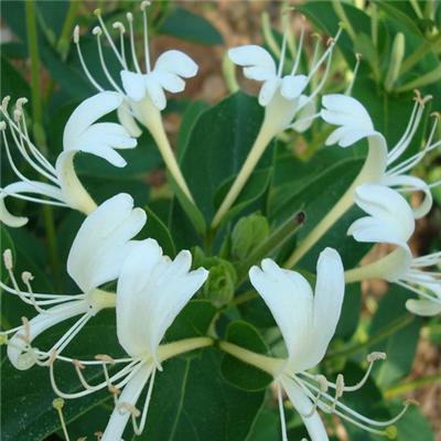 太阳晒后皮肤痒怎么办 太阳晒后皮肤痒怎么办有什么偏方