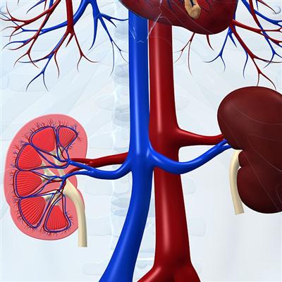 肾阴虚怎么办 青少年肾阴虚怎么办