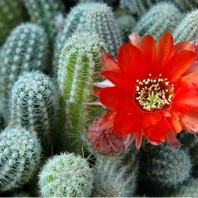 千里光可以治疗湿疹吗（千里光治湿疹有效吗 患者要注意什么）