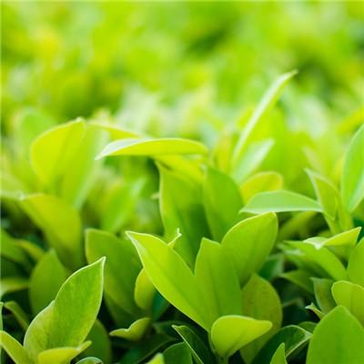 春季皮肤过敏的治疗哪些（春季皮肤过敏如何治疗）