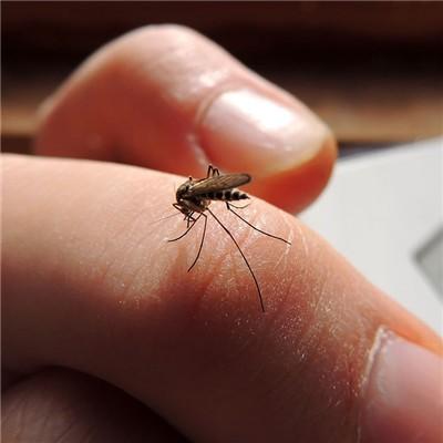 蚊子咬的疤怎么去（蚊子咬的疤怎么去除图片）