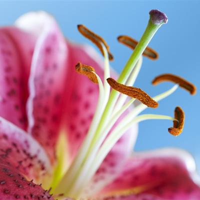 花粉过敏症状有哪些（花粉过敏什么症状）