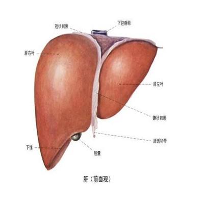 脂肪肝喝什么茶有效（喝什么茶对脂肪肝有好处）
