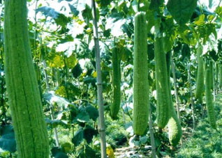 夏季抗中暑（夏日炎炎防中暑）