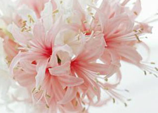 月经推迟会延缓衰老吗 月经推迟会早衰吗