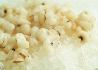 女性经期嗜睡要多喝薏米粥（大姨妈期间喝薏米粥影响月经量吗）