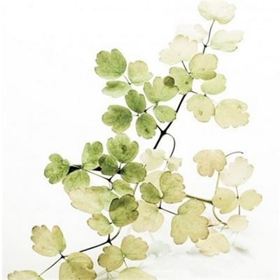 治疗胰腺癌的中药 治疗胰腺癌的中药有哪些