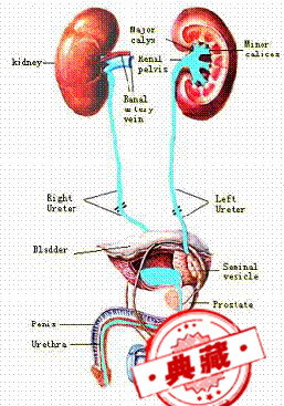 良性前列腺增生（良性前列腺增生的症状）