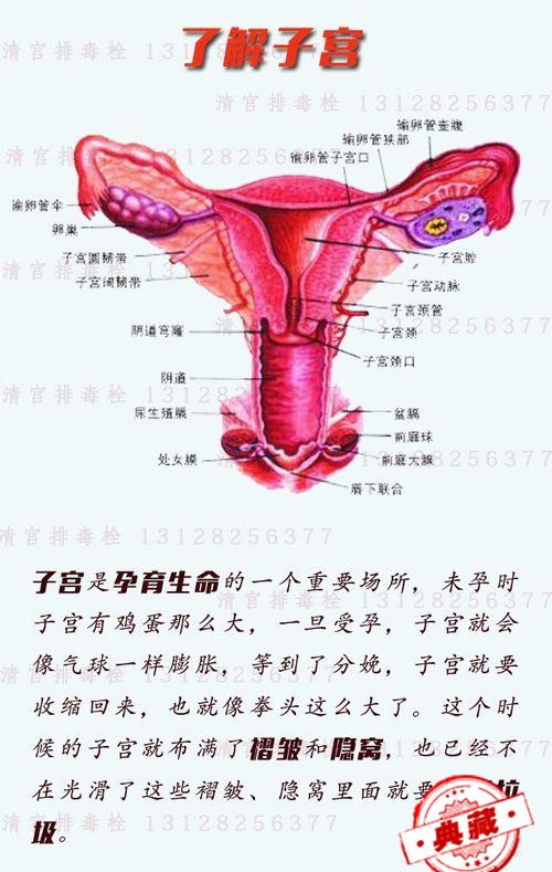 女性子宫排毒（女性子宫排毒的最好方法）