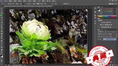请你认识可以帮你治病的草 能治病的草