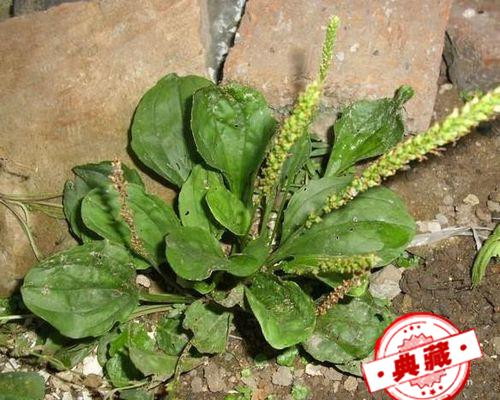 我们身边随处可见的治疗感冒发烧的中草药