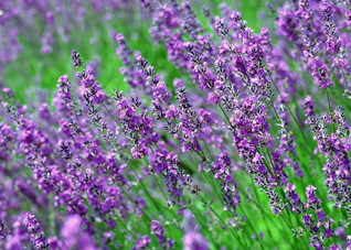 薰衣草的养颜方 薰衣草的养颜方法