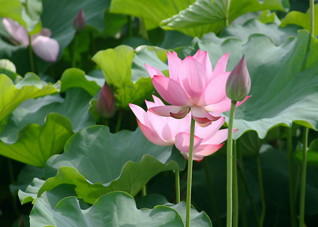 冬瓜荷叶汤怎样帮助小儿发烧（冬瓜荷叶汤怎样帮助小儿发烧退热）