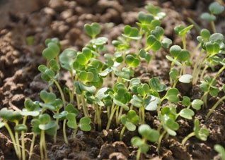 8大高招让孩子爱上蔬菜 怎样让孩子爱上蔬菜